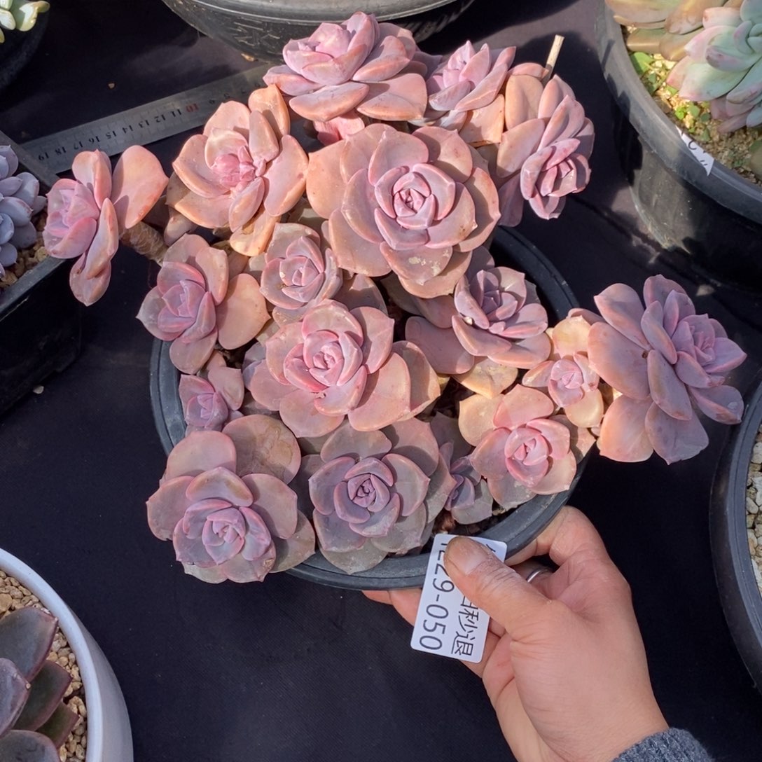 两单包邮1229-50彩虹糖