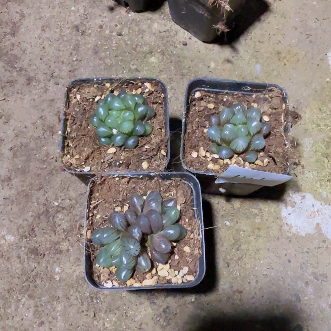 直播福利一物一拍145