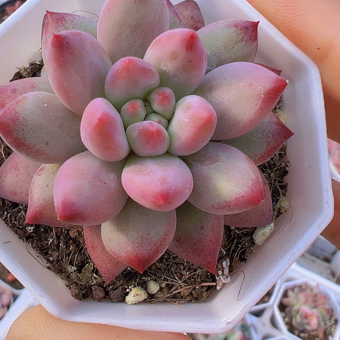 单头金鱼姬车厘子19包邮