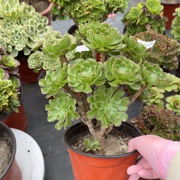 多肉植物提取280绿法