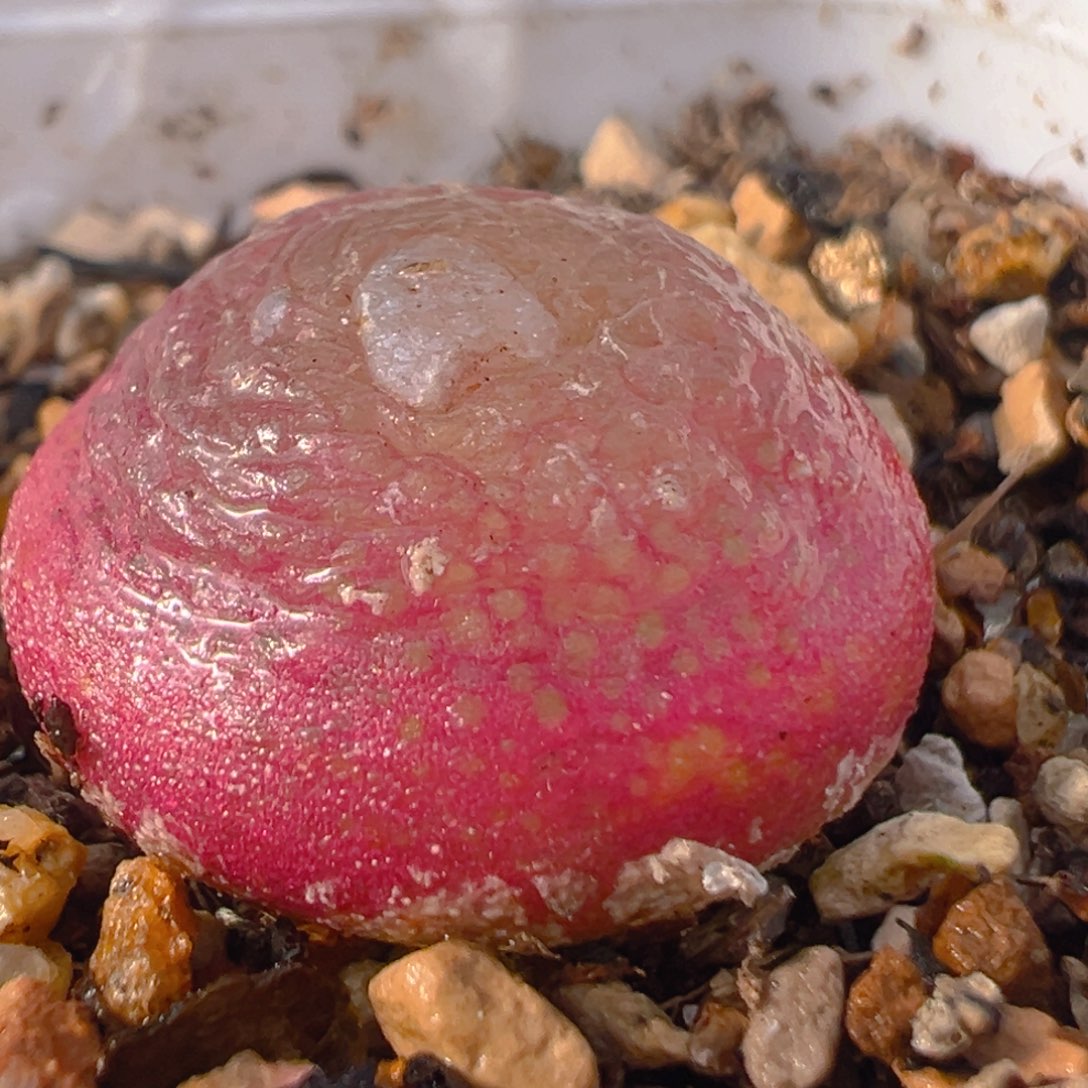 95多肉植物百科知识