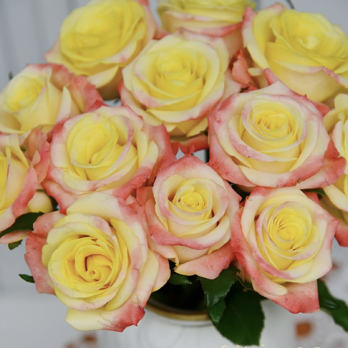 彩虹糖果/七彩云霞根接苗鲜花匠人月季玫瑰花四季开花盆栽植物