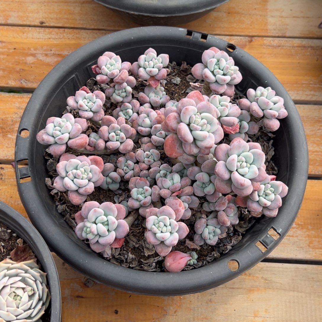 多肉多头红洛神【非偏远地区满18包邮】