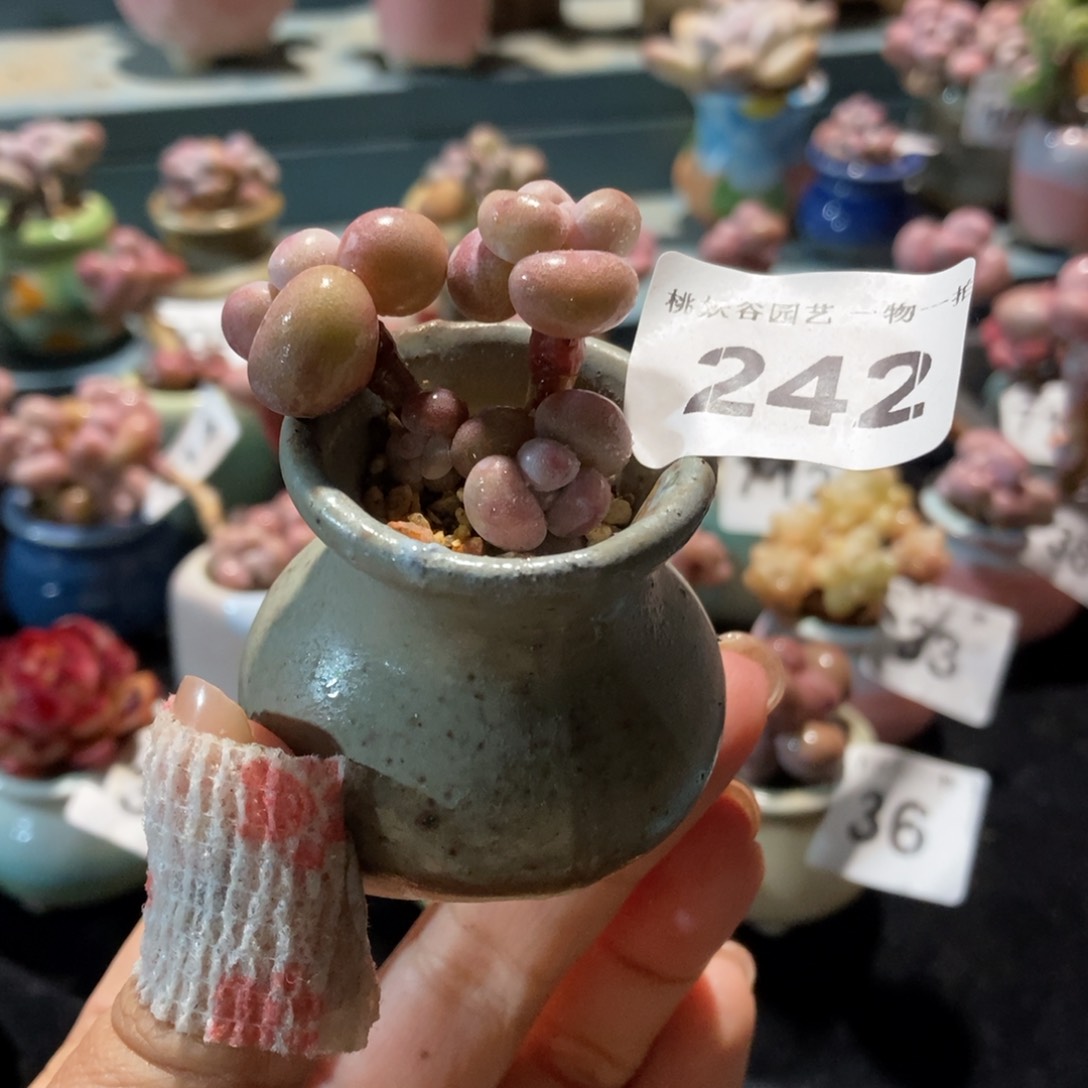 242糖果腰子蛋带盆土