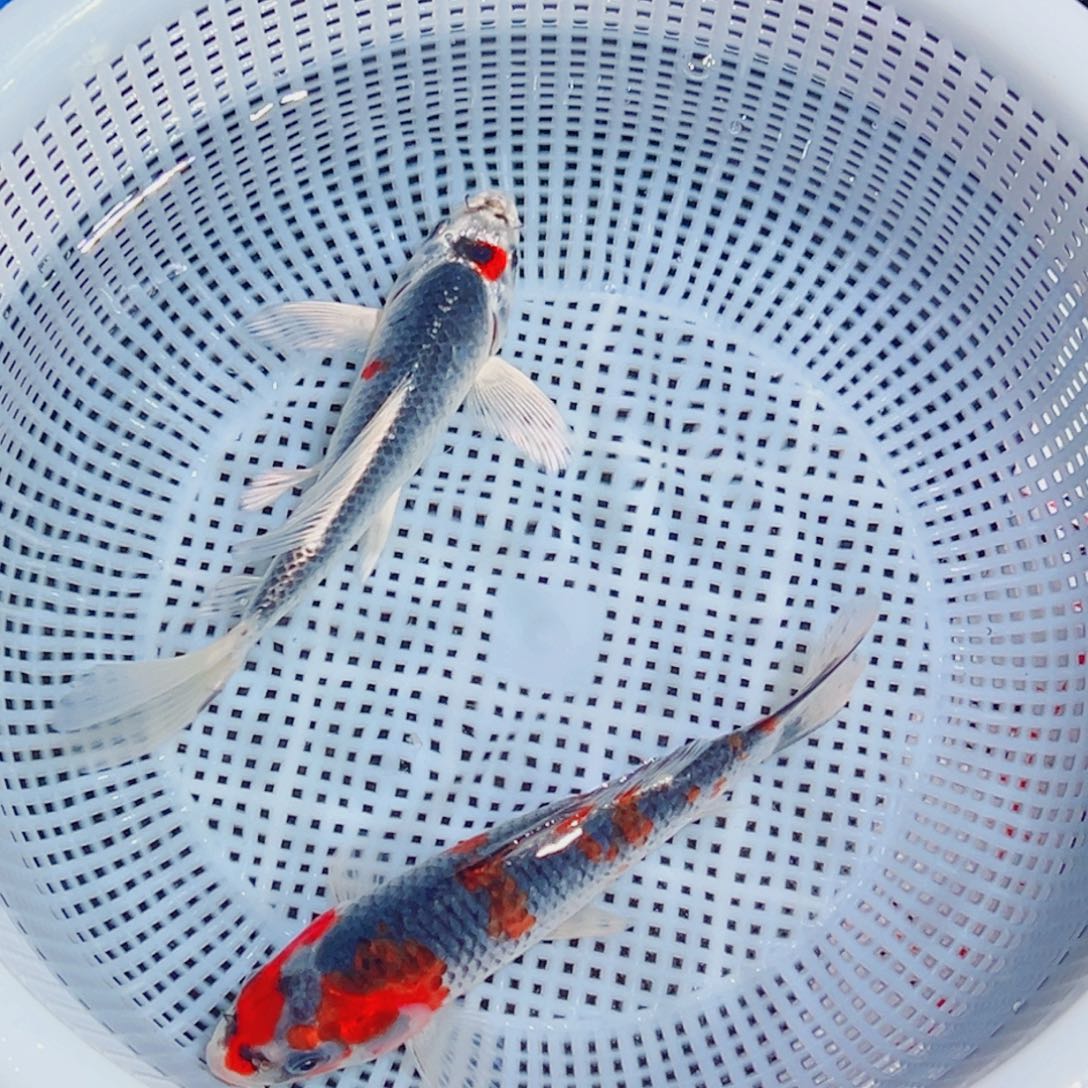 锦鲤锦鲤观赏鱼1111