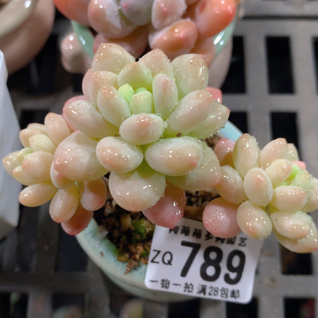 5CM拇指盆精控多肉ZQ789