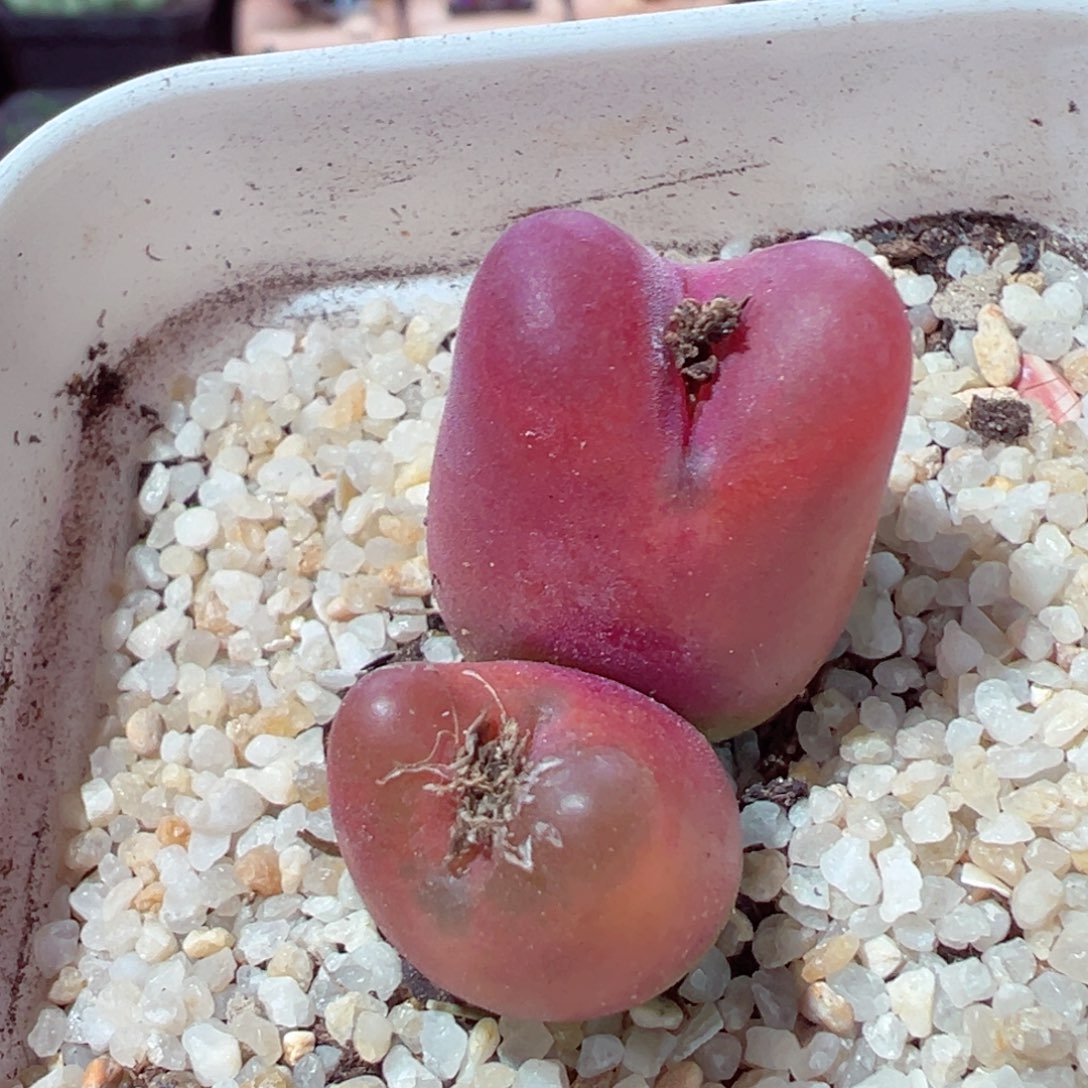 115-435.我是真的不