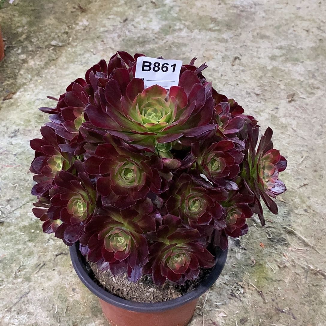 用****8安娜多肉植物861