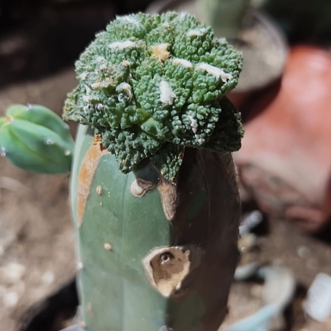 856仙人球牡丹嫁接的