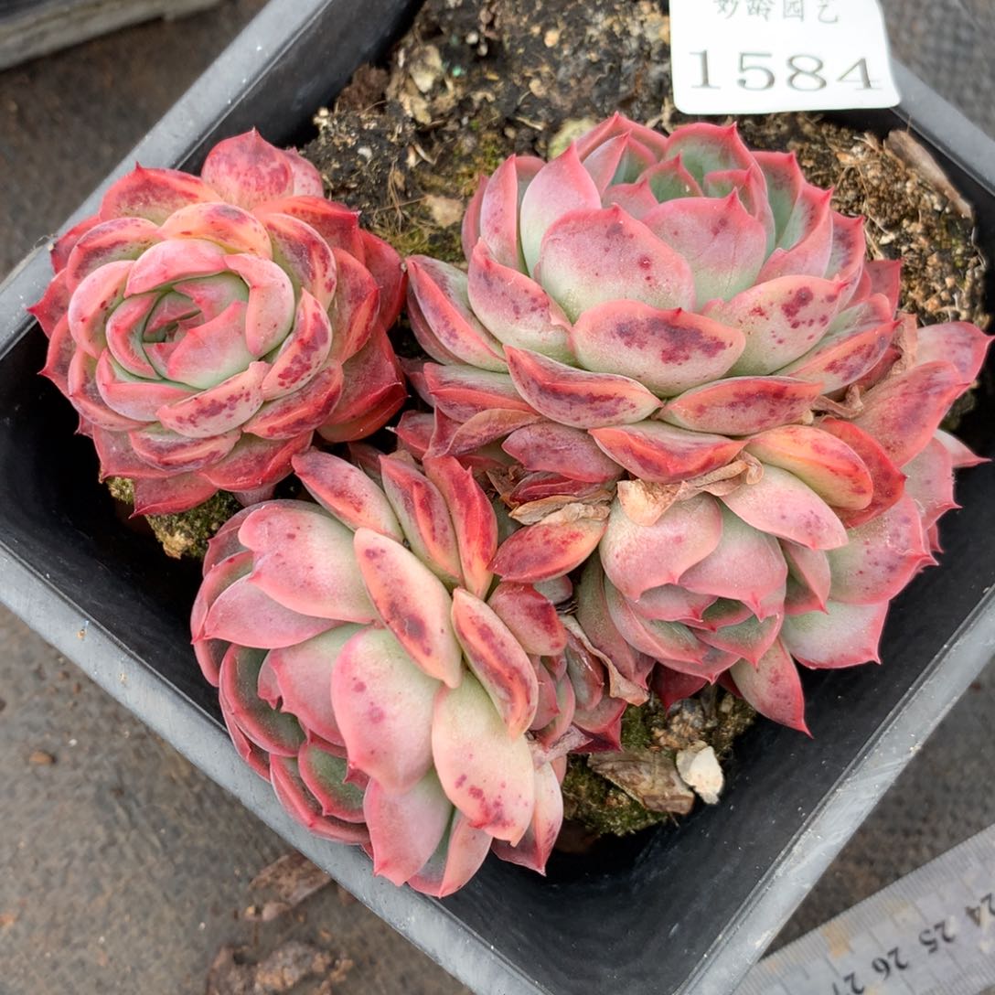 1584杂交精品基地11厘米