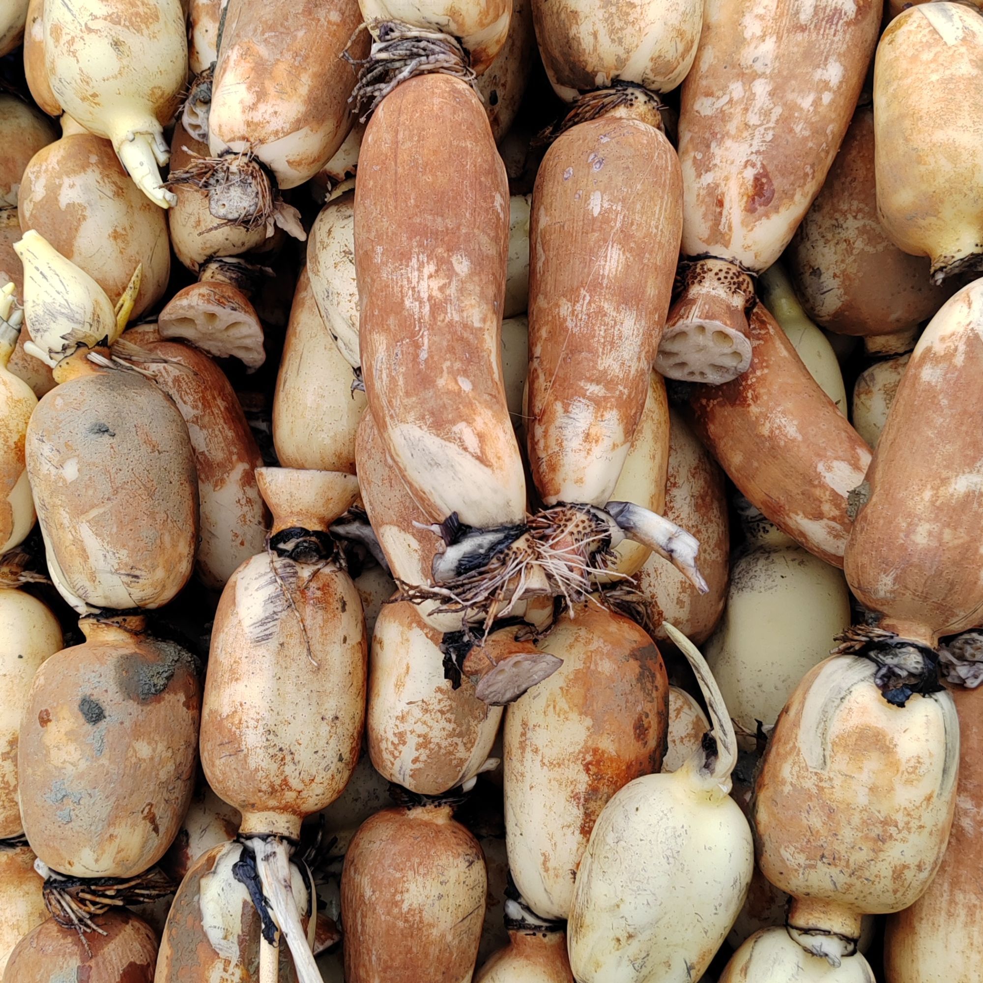 台山 新鲜现挖莲藕 煲汤佳品脆爽清甜无公害 3斤装