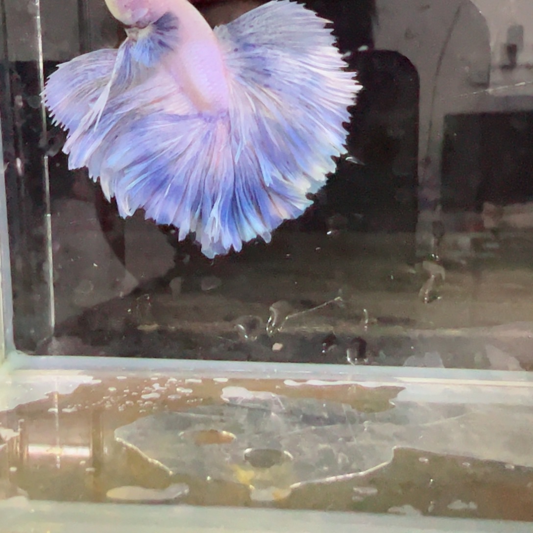 斗鱼浅色特殊尾hhhh