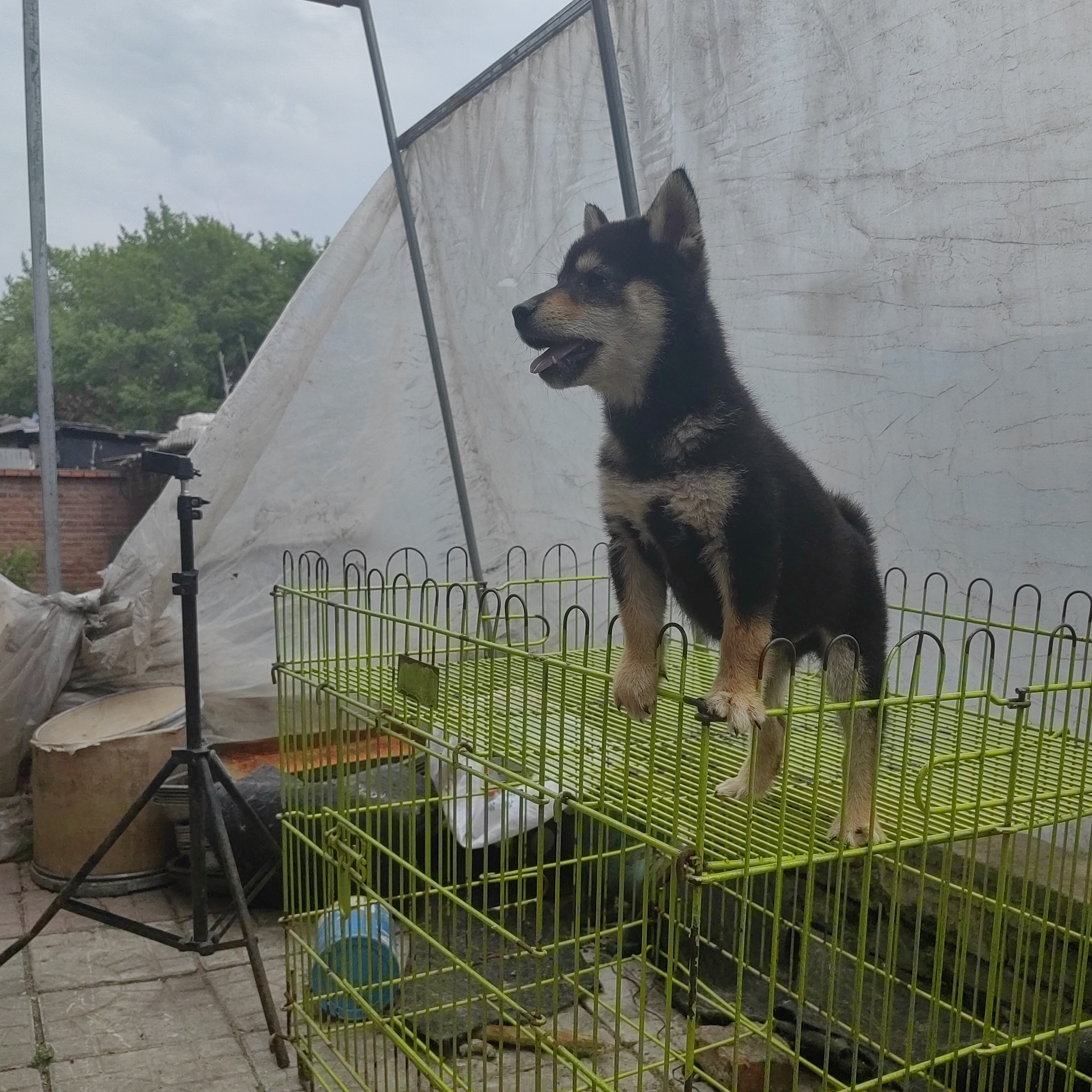 柴犬活体狗狗链接