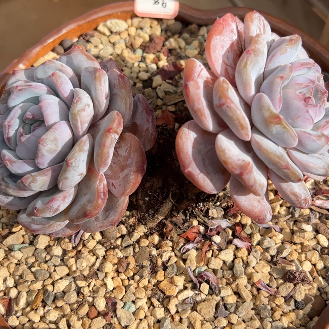 ****月两头大包脸香蕉腿
