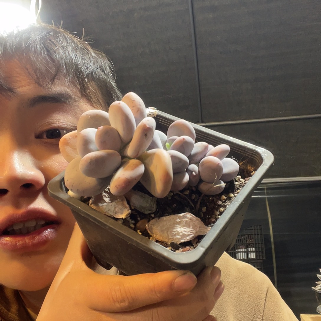 大叶奶酪满20包邮脱土发货