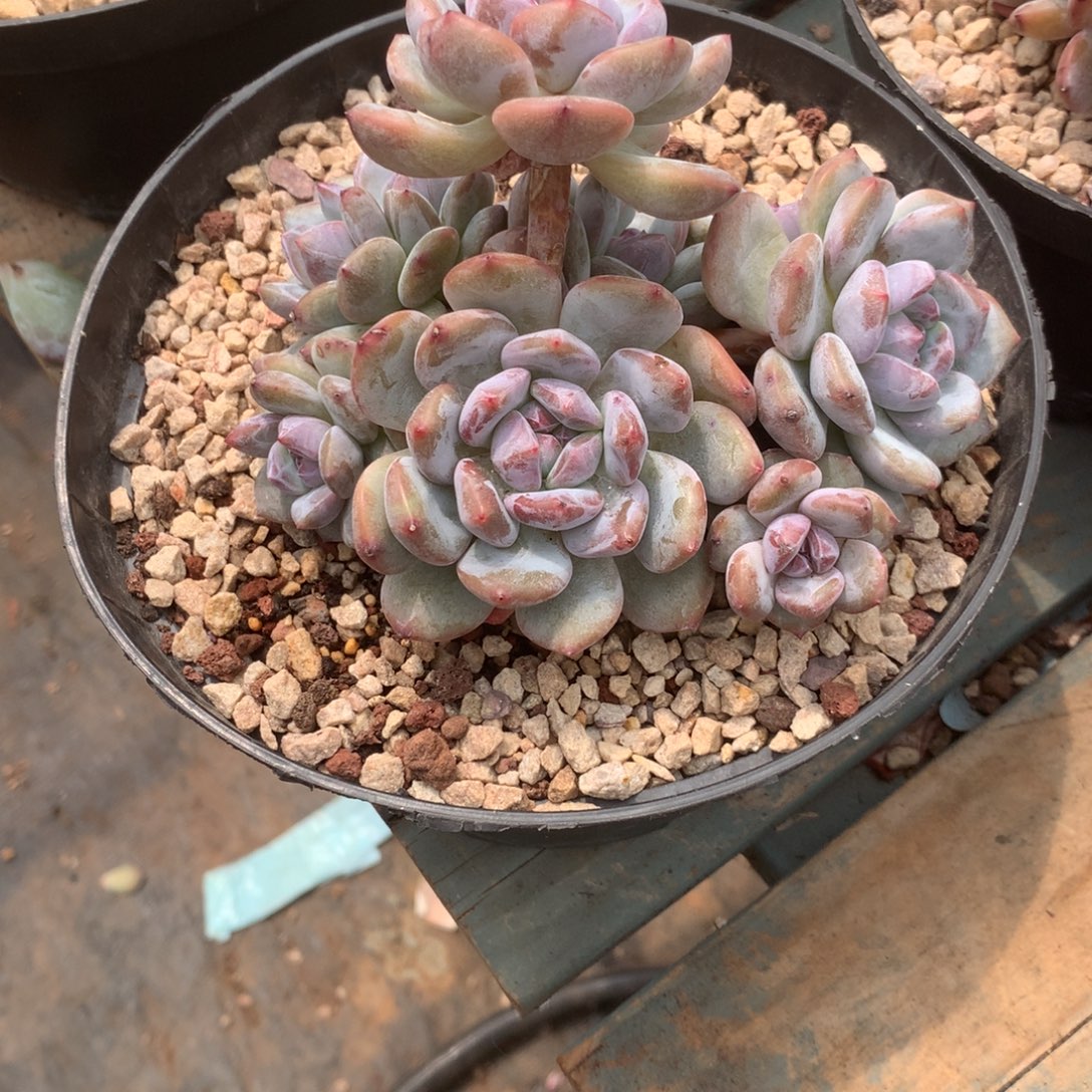 无花朵依林哈哈哈哈哈哈哈哈哈