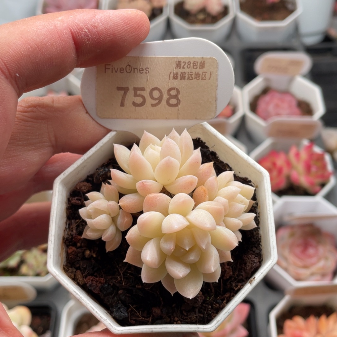 多肉白雪7598-5.5厘米