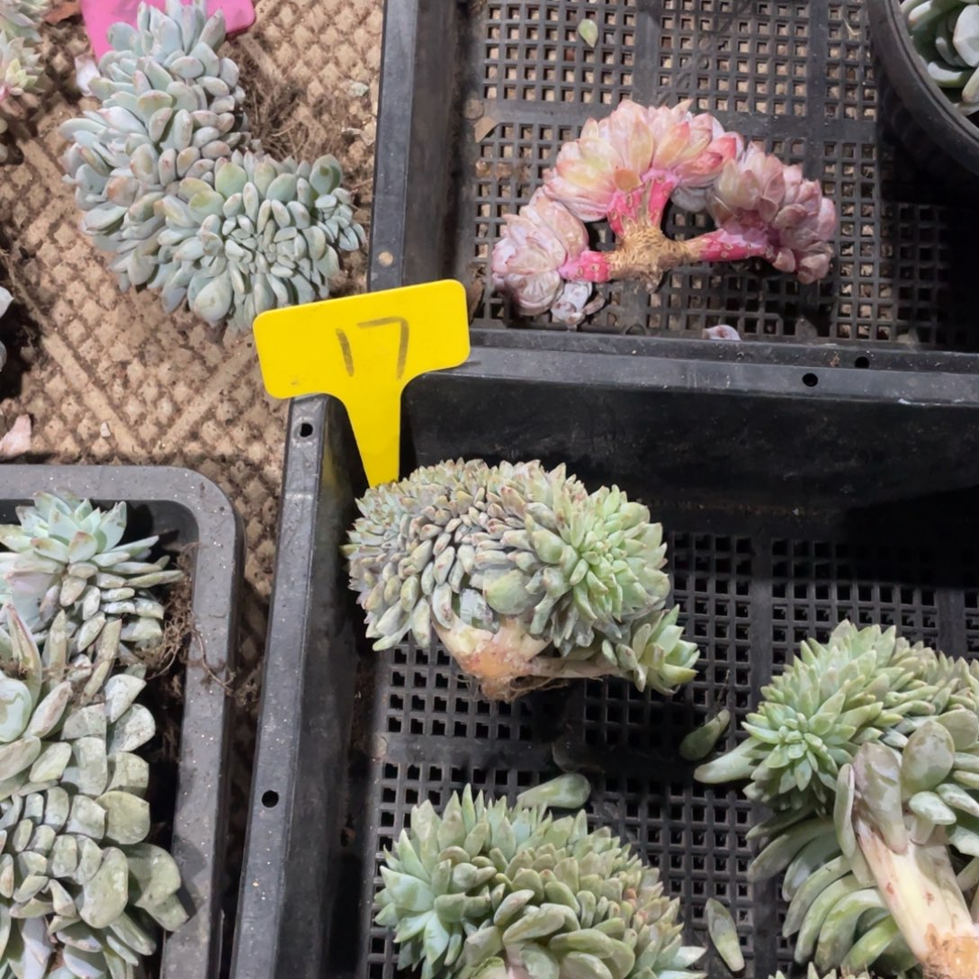 芝****星影缀化多头群生17