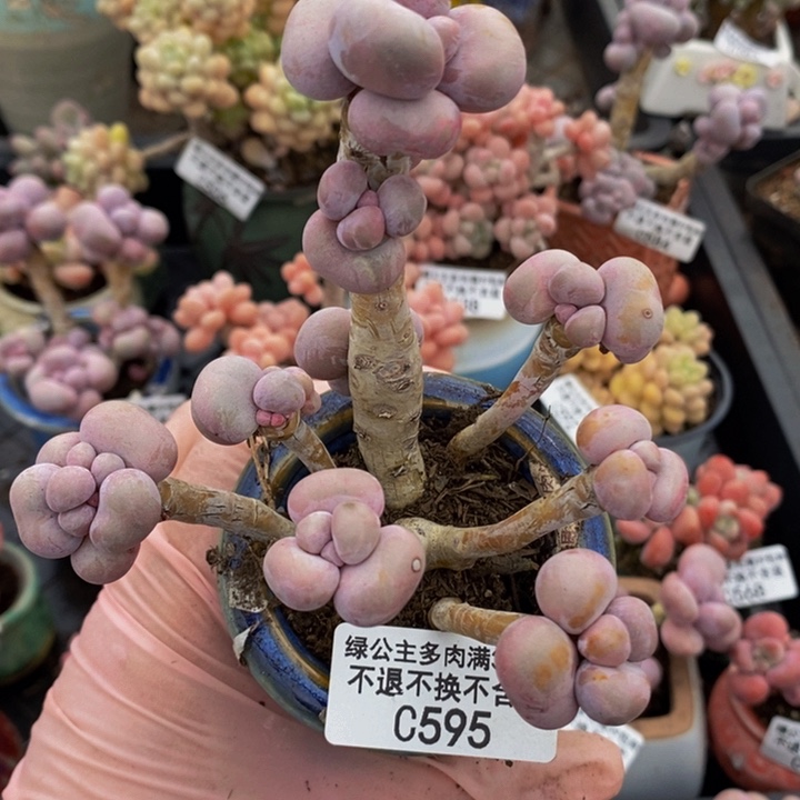 芭比奶洛老桩595多肉植物