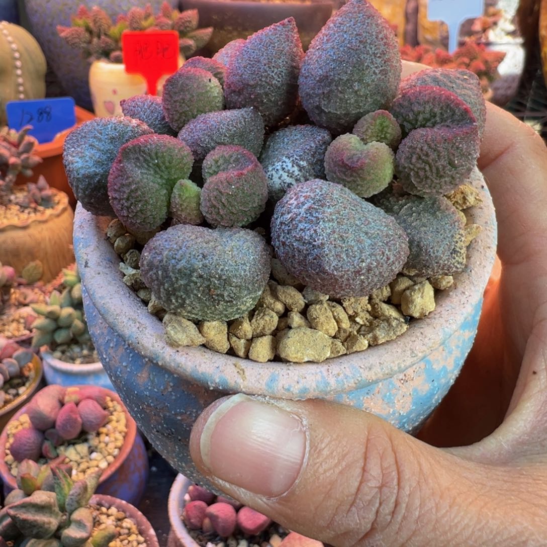 蔬***子一物一拍带盆发货