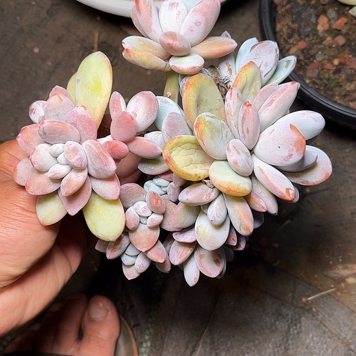 多肉植物一物一拍