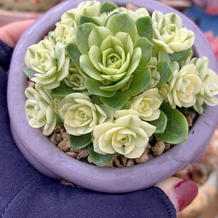 山地玫瑰锦 h h j p 122