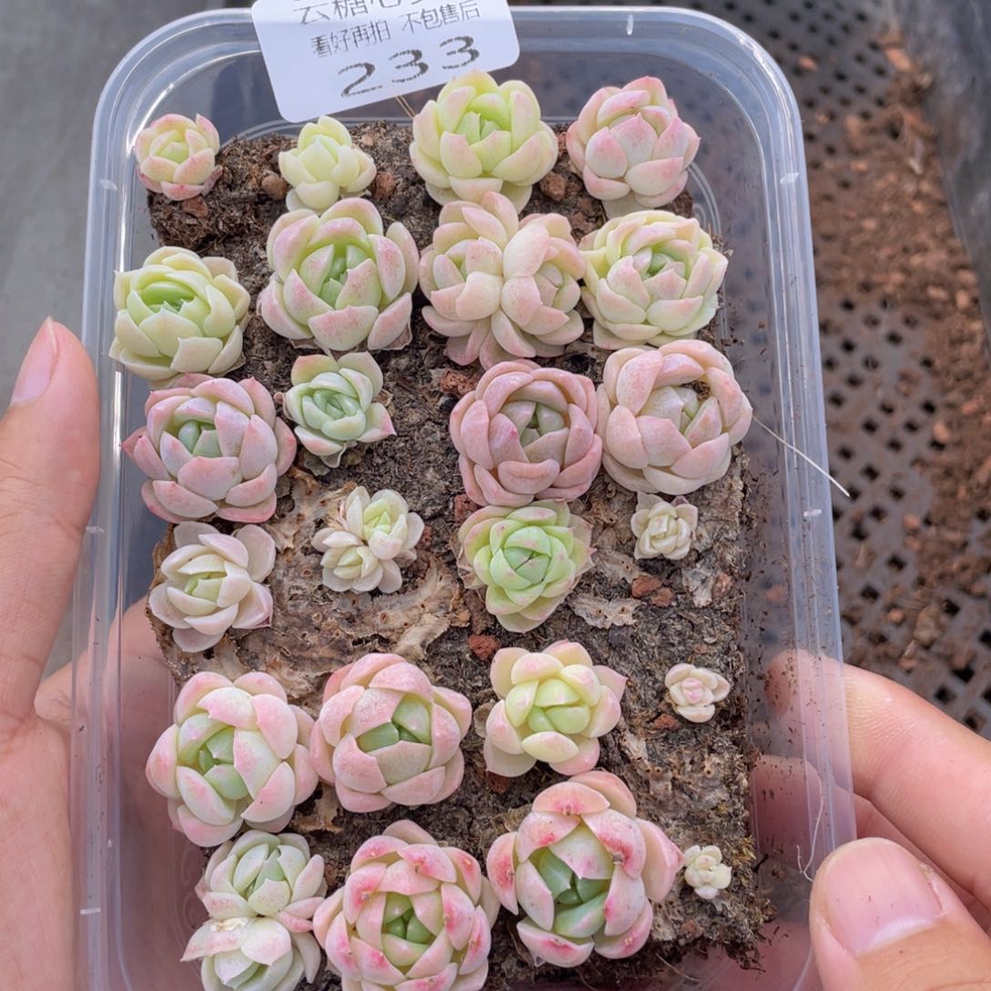 云糖心多肉植物233