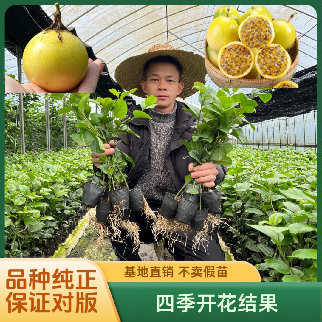 黄金九号百香果精品嫁接苗 纯甜无酸 广西育苗基地大量现货直发