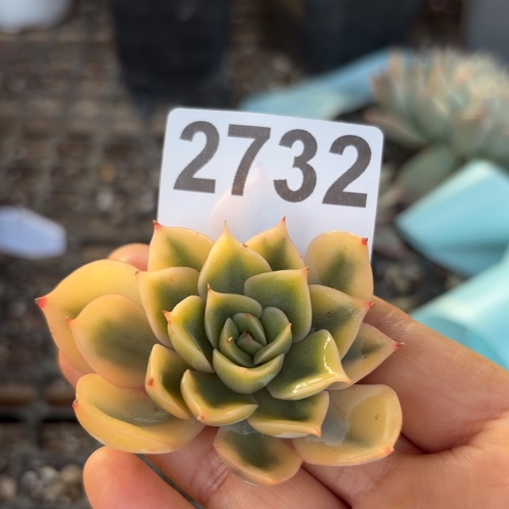 菲欧娜锦头盖锦无根多肉植物满18包邮