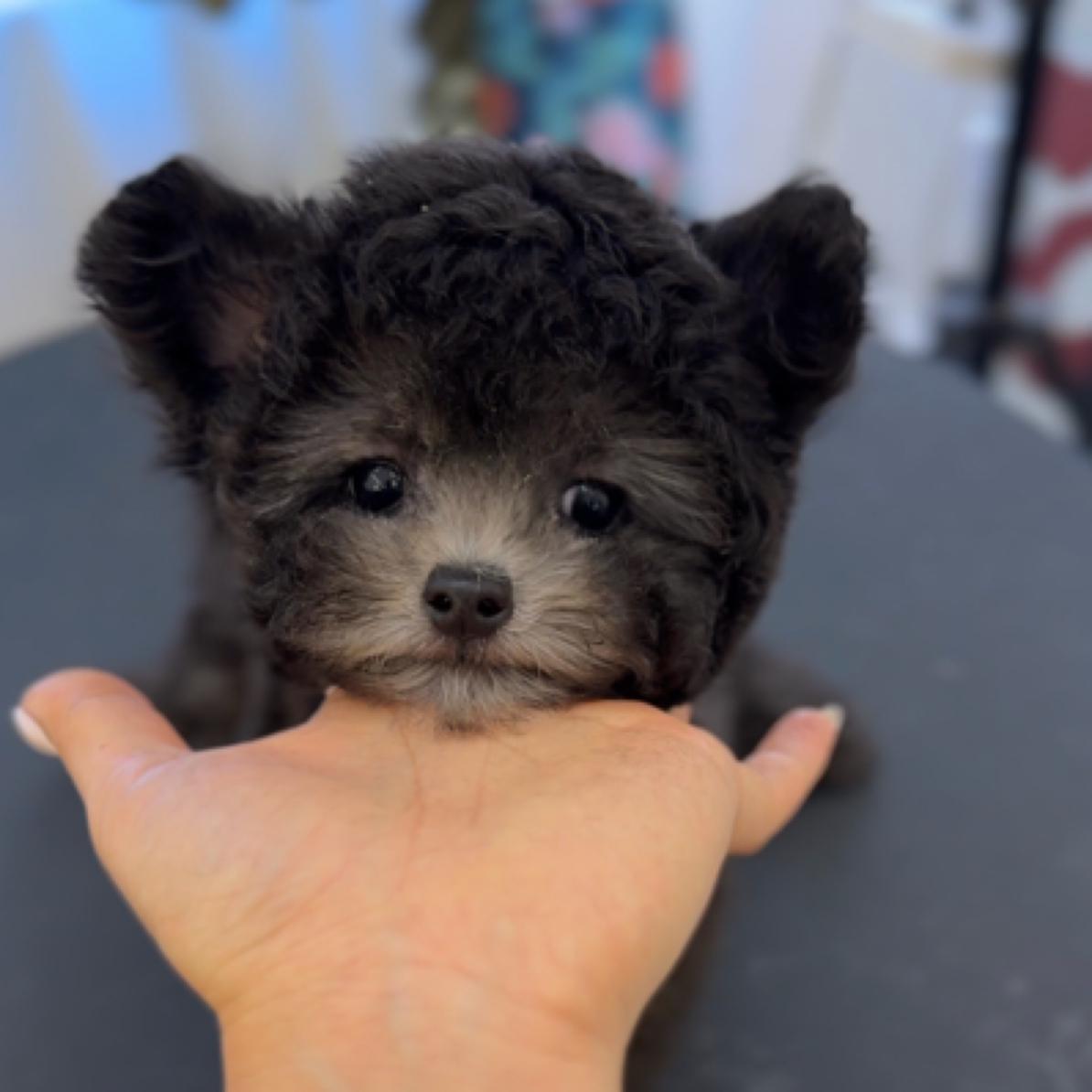 九儿小体灰泰迪弟弟