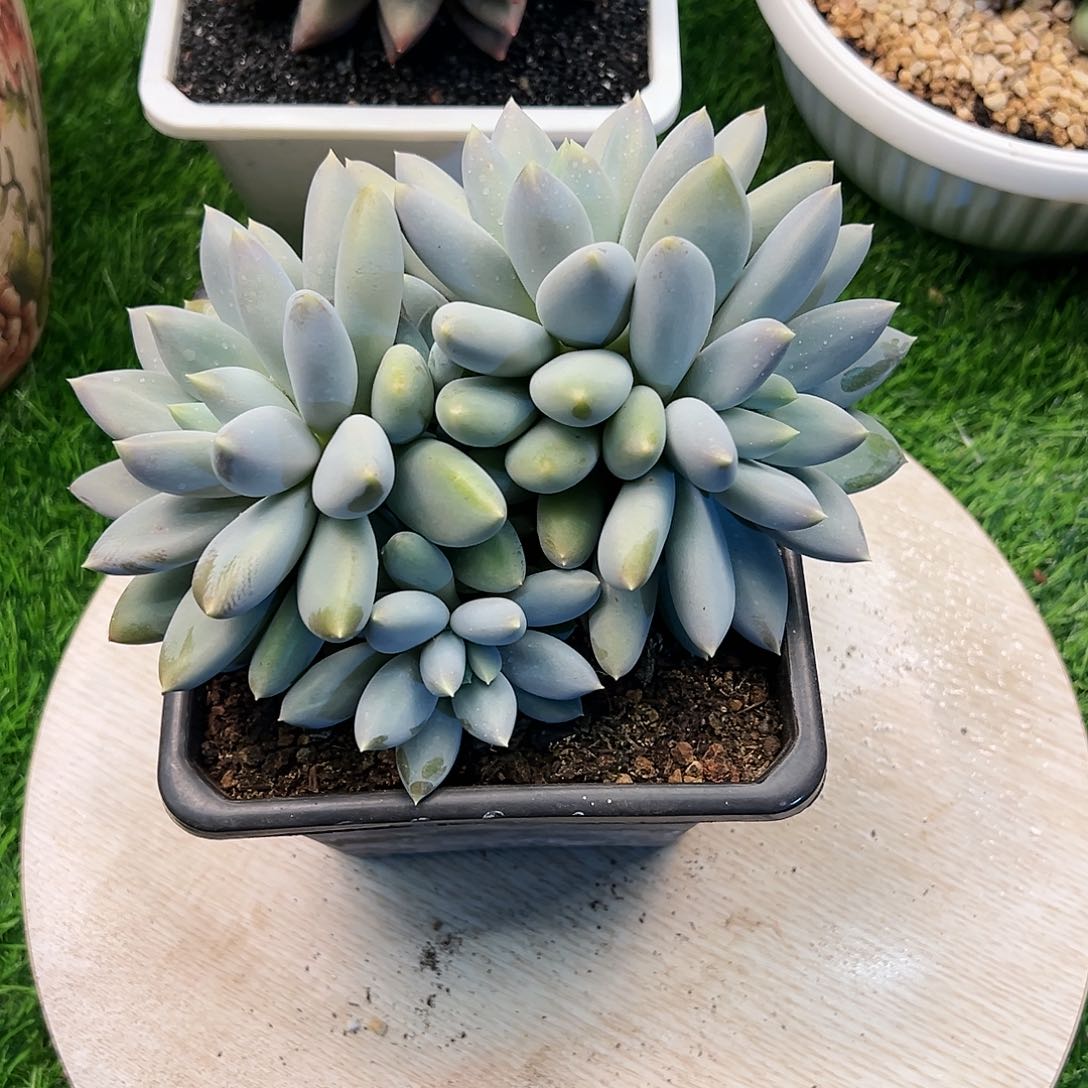 【闪购商品】哥特福利