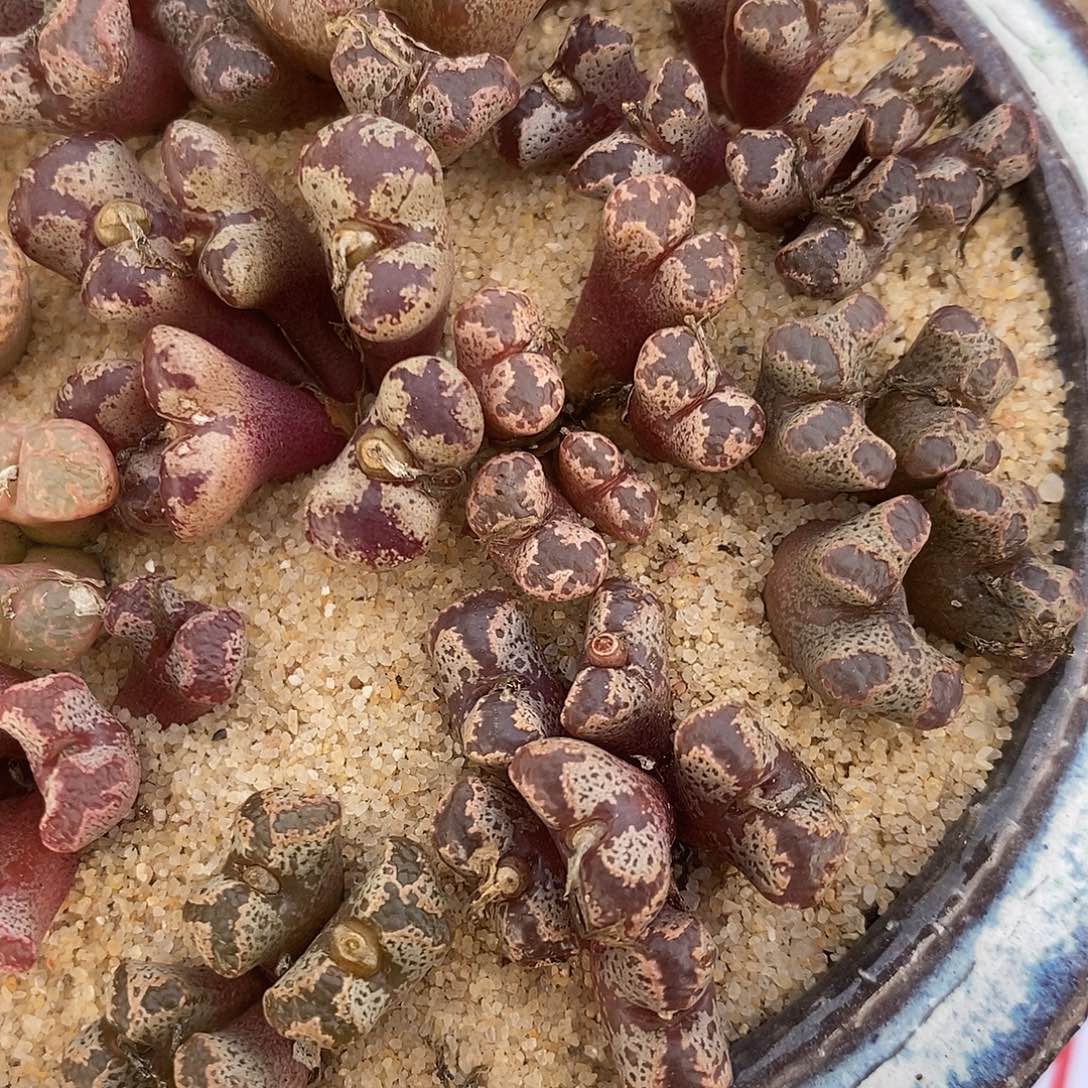2512四头蝴蝶勋章一颗。  