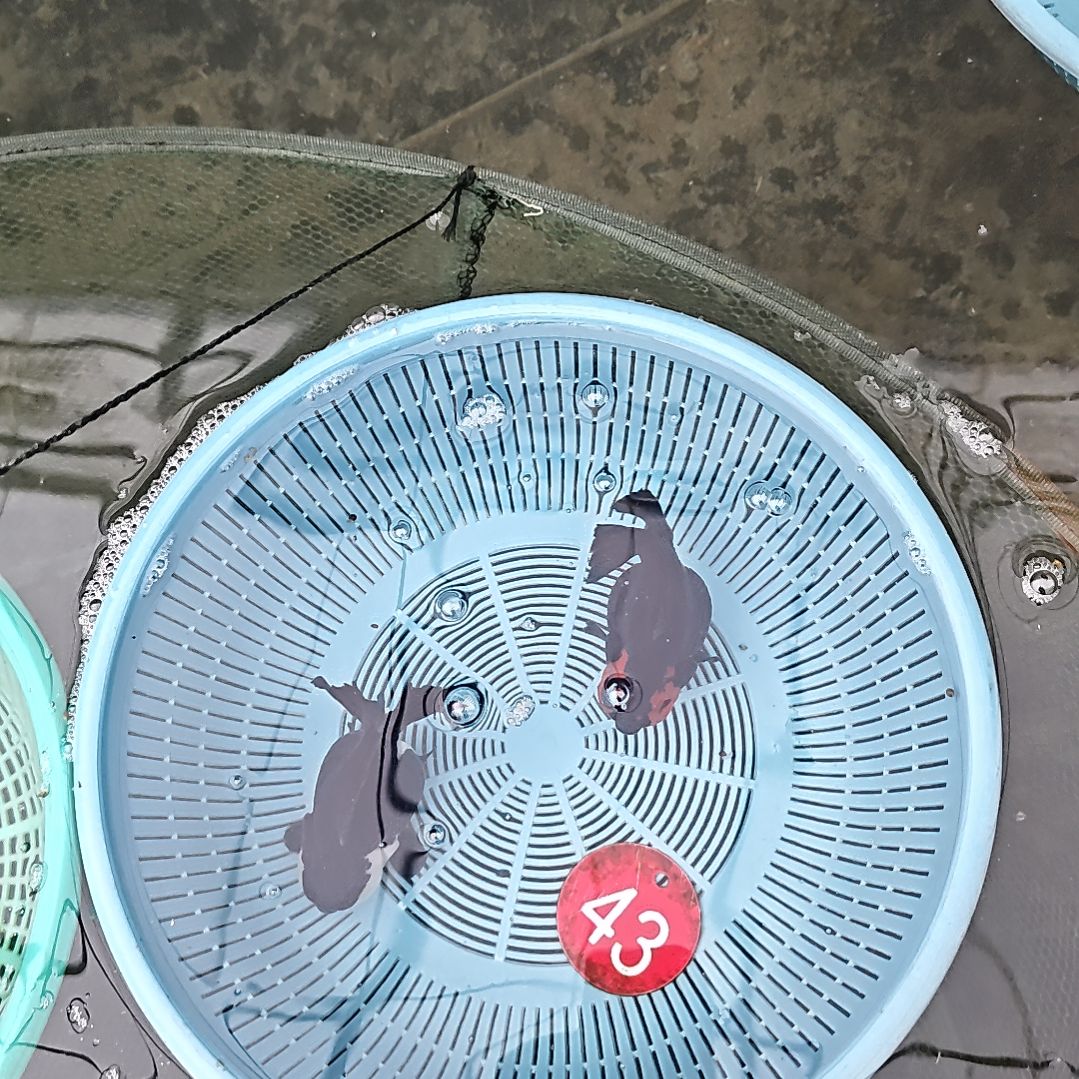 海水鱼43直播间看好下单不退不换到货录完整开箱视频有售后