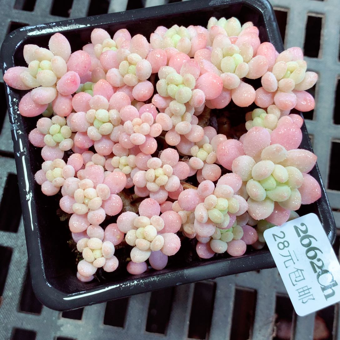 5厘米盆精控多肉2662