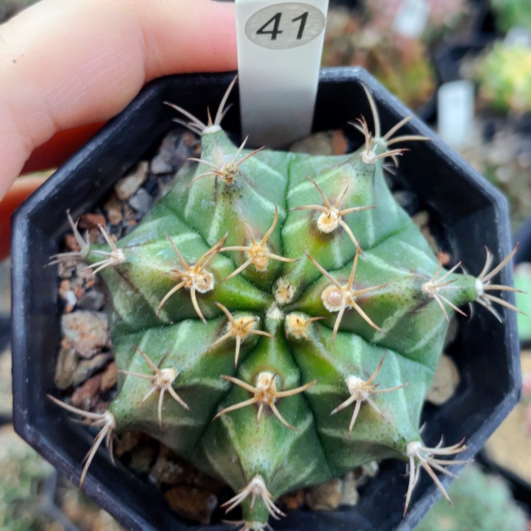 盆5公分满25包邮裸根发货