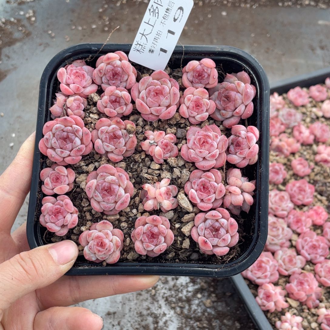 糕大上多肉植物119