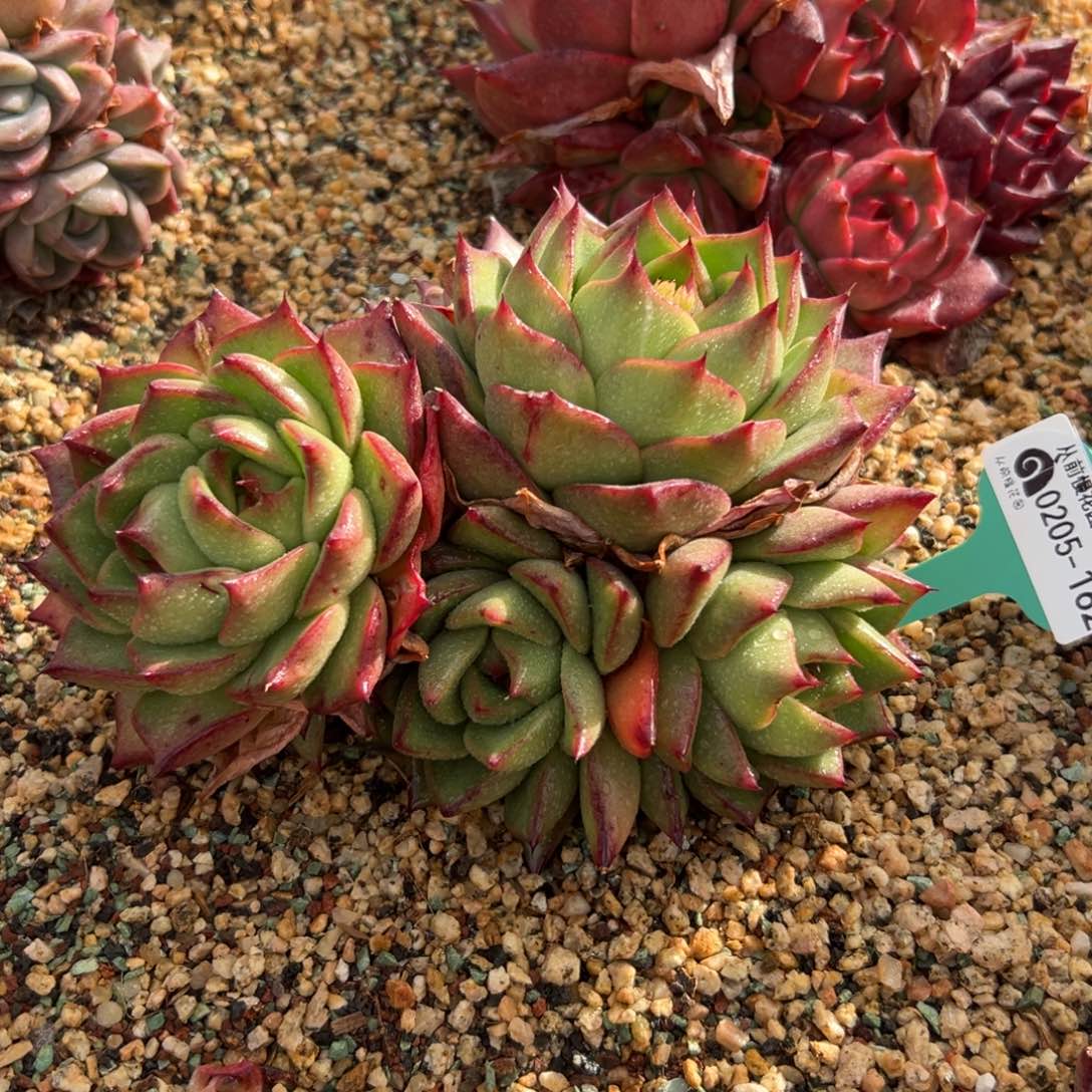 多肉一物一拍0205-162