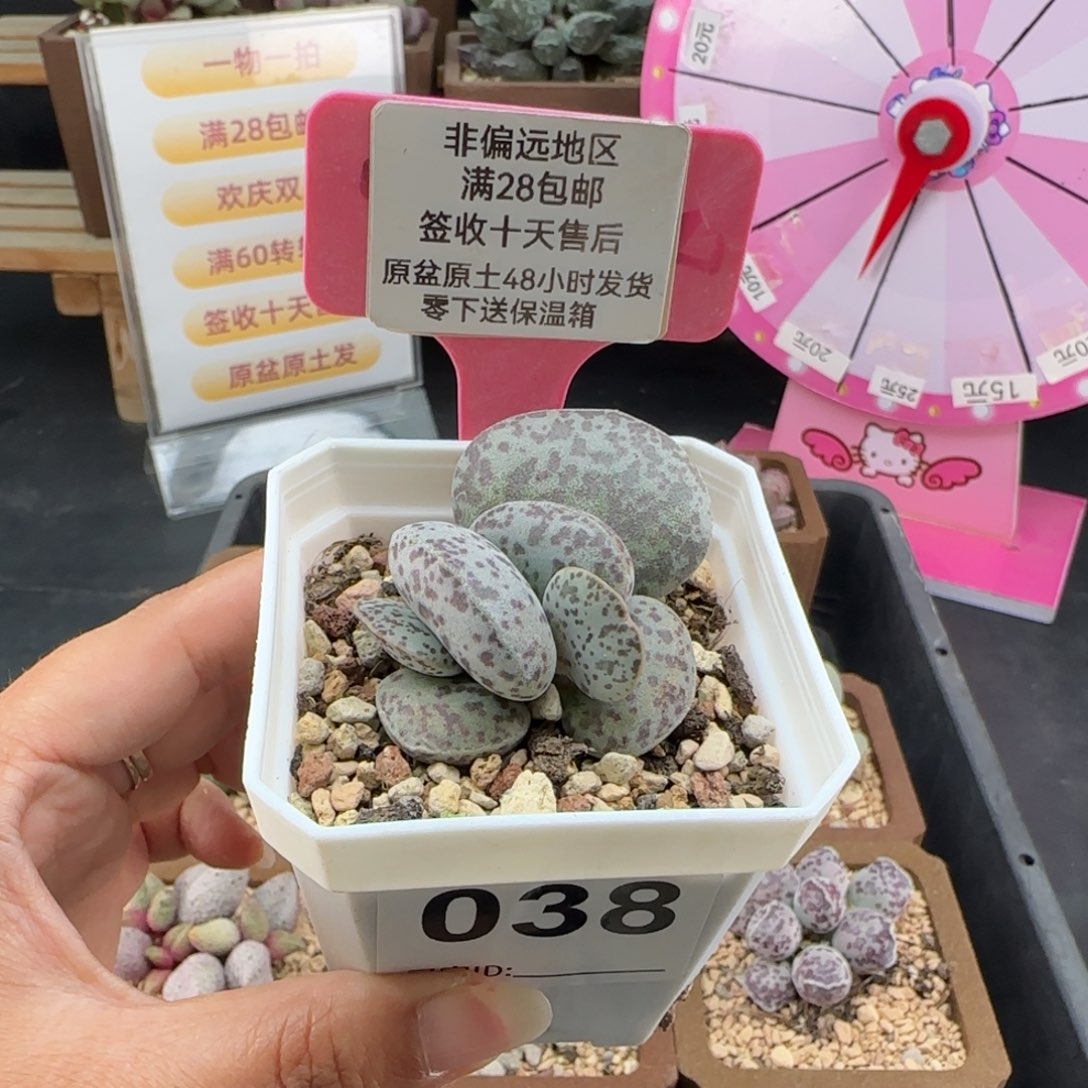 038巨型花旦多肉植物