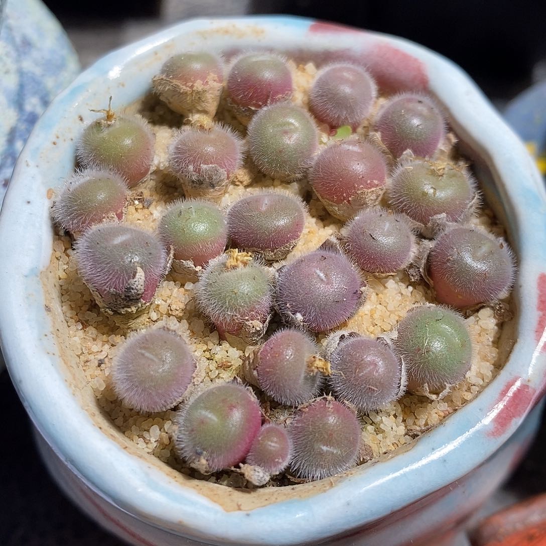 一颗园艺大毛球。   