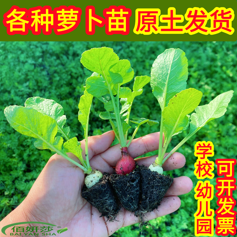 萝卜苗胡萝卜苗樱桃萝卜苗杨花萝卜苗白萝卜苗阳台蔬菜种植籽幼苗