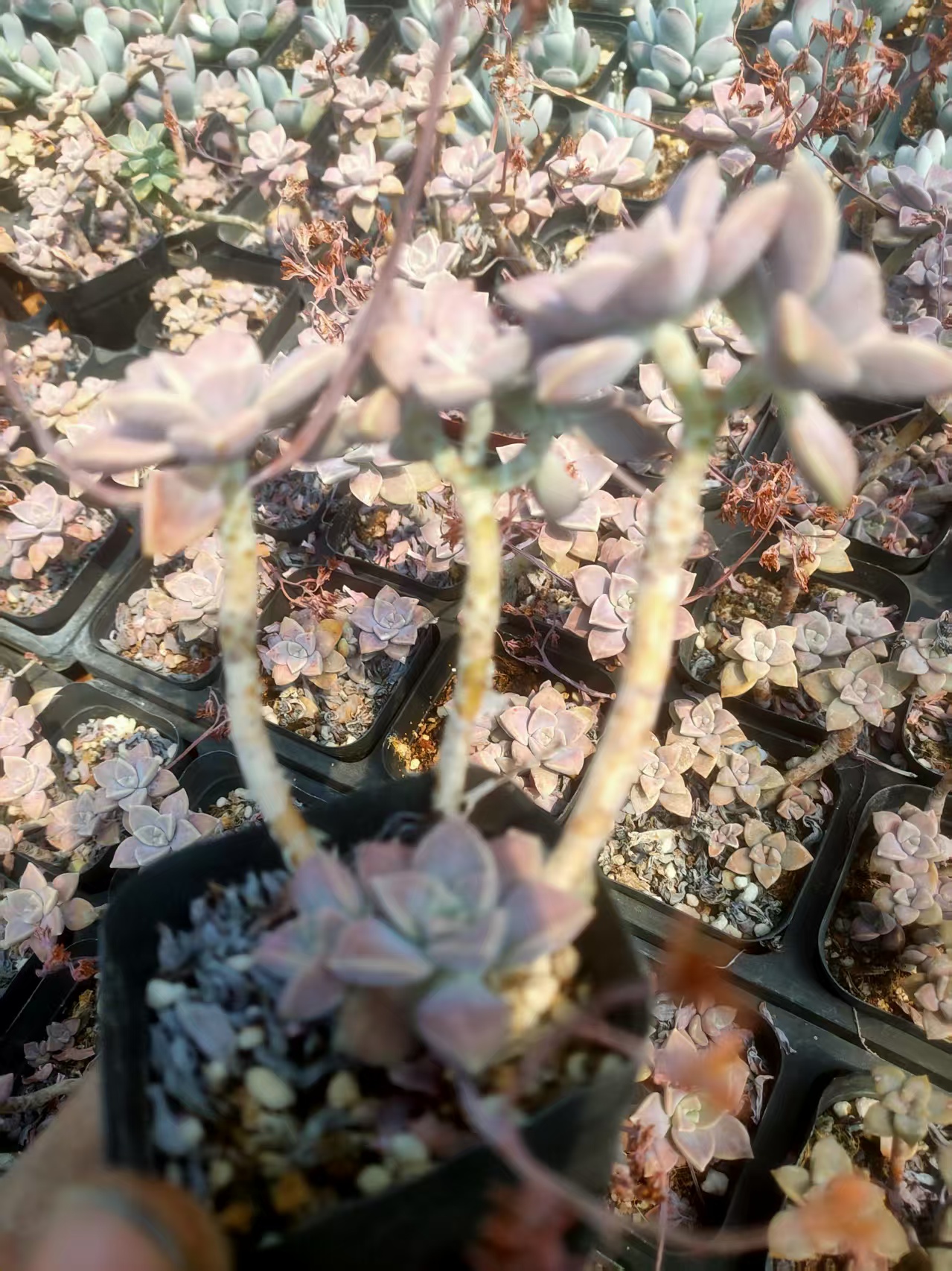 阿伦陪。小老庄6棵装。多肉植物满12.8包邮