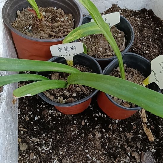 无花朵火焰戴斯，白鬼，伊迪斯，一个混球