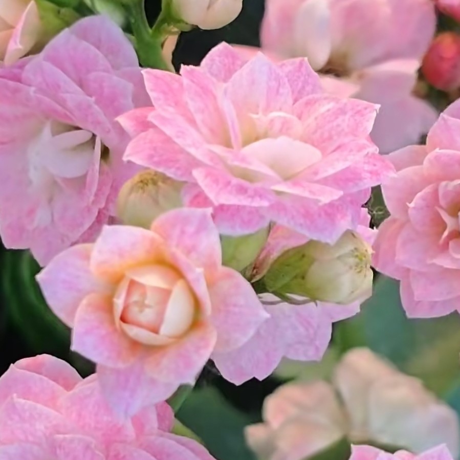 浪漫樱花，110原盆原土花卉