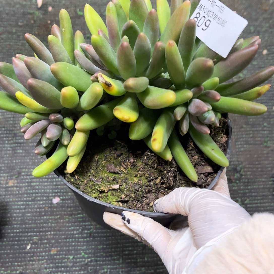 黄***芽809芒果奶杂多肉植物……