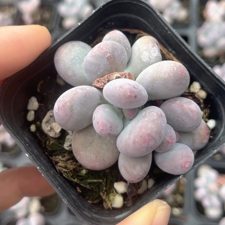 橙雪球群随机发满18包邮
