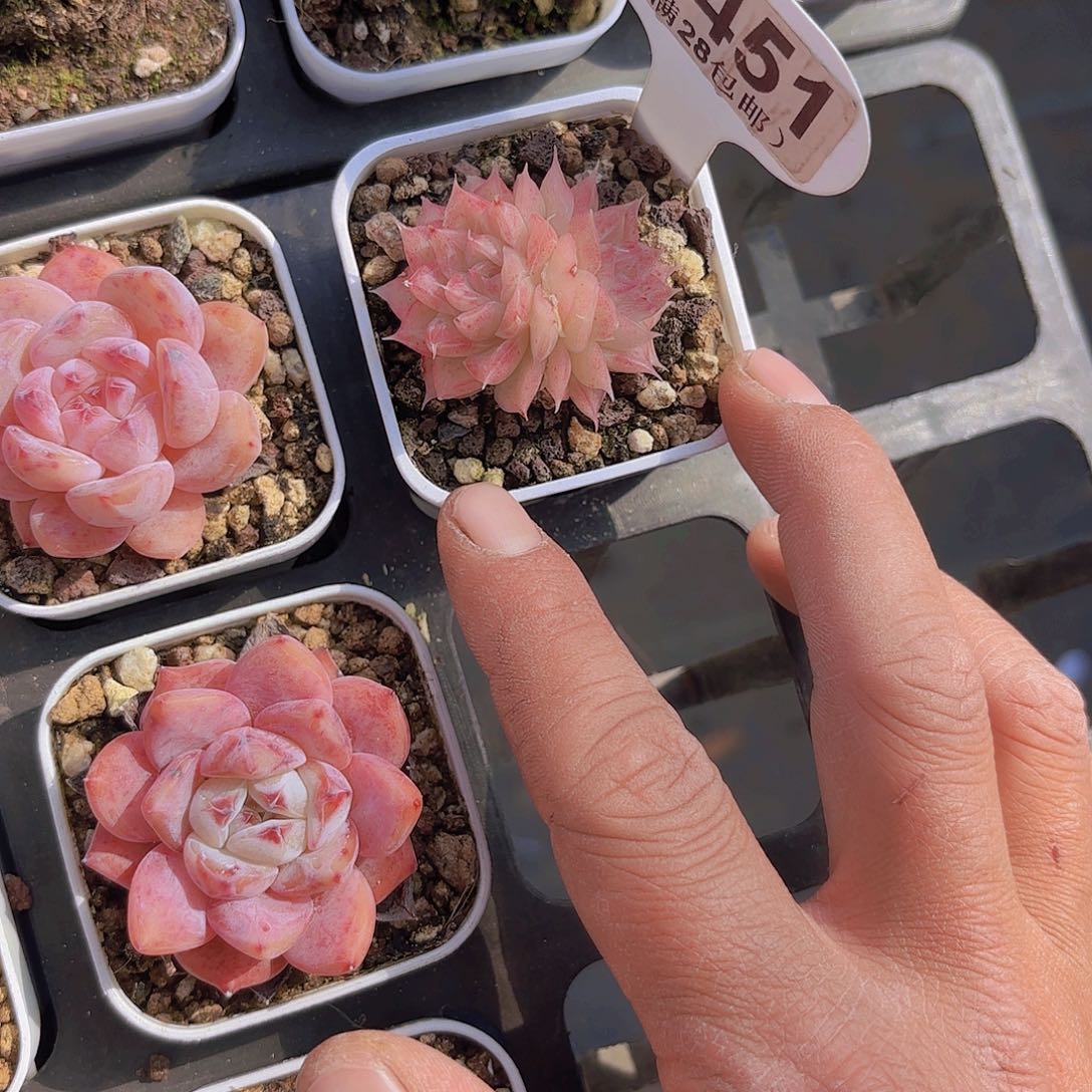 A451麦秆一物一拍