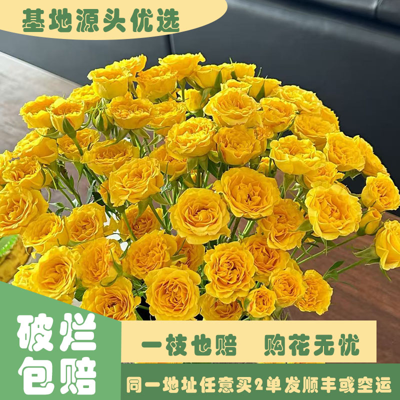 【基地源头优选】 多头梦幻芭比玫瑰     任意两单发顺丰或空运