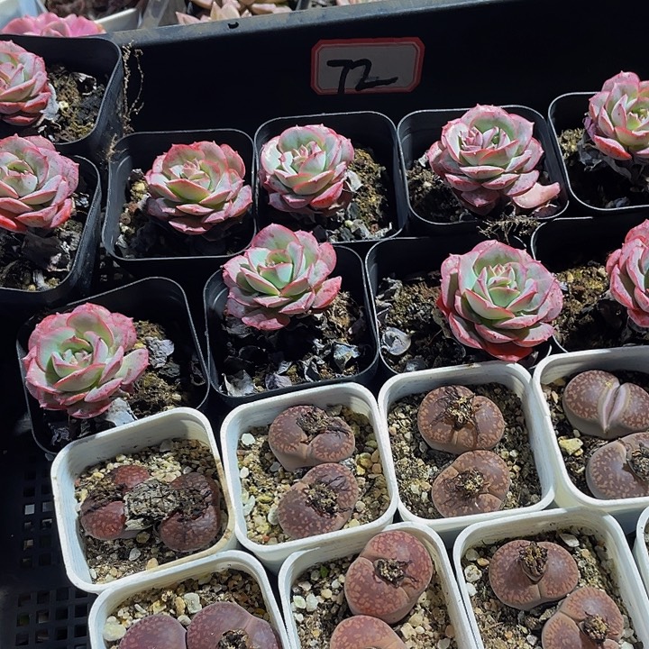 婷***Z72号筐带盆土发货