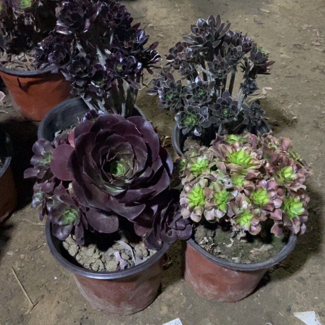 不***晚无花朵11号链接四颗不重复法师