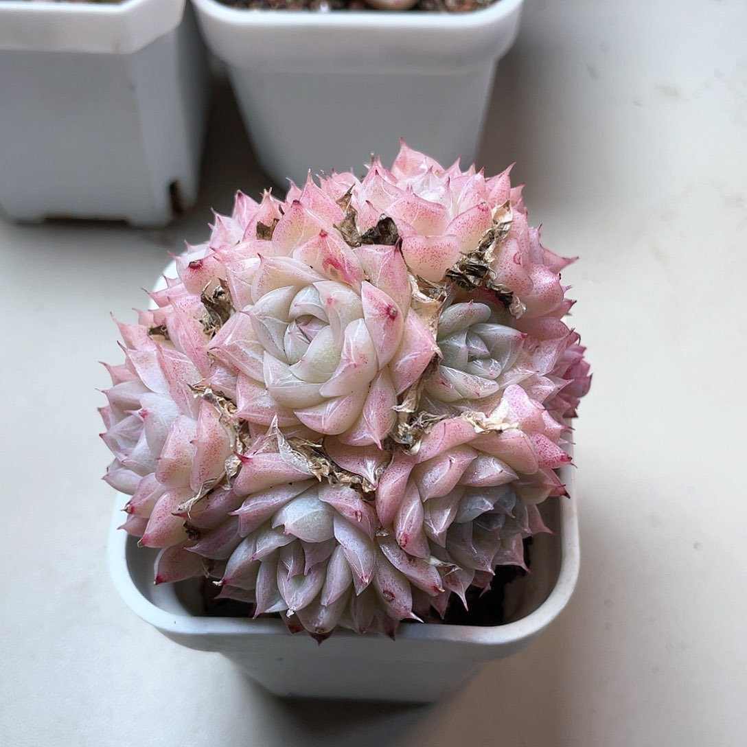 优选女王福利8729